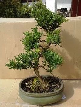怎样才能让罗汉松长势茂盛，新叶不断冒，枝繁叶茂呢？