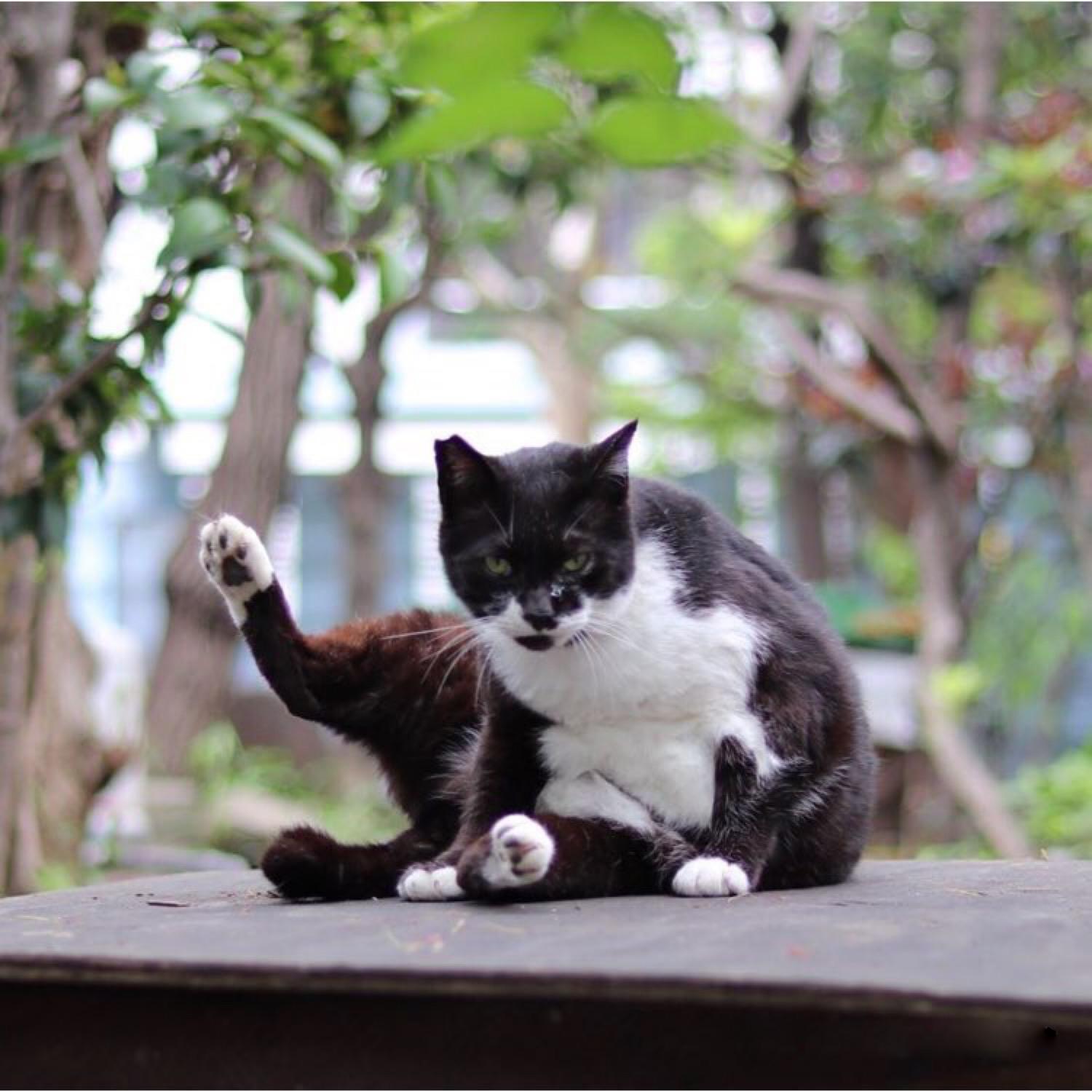 资深猫奴携神秘东方猫粮赴土耳其援猫！太壮观了，感受下……
