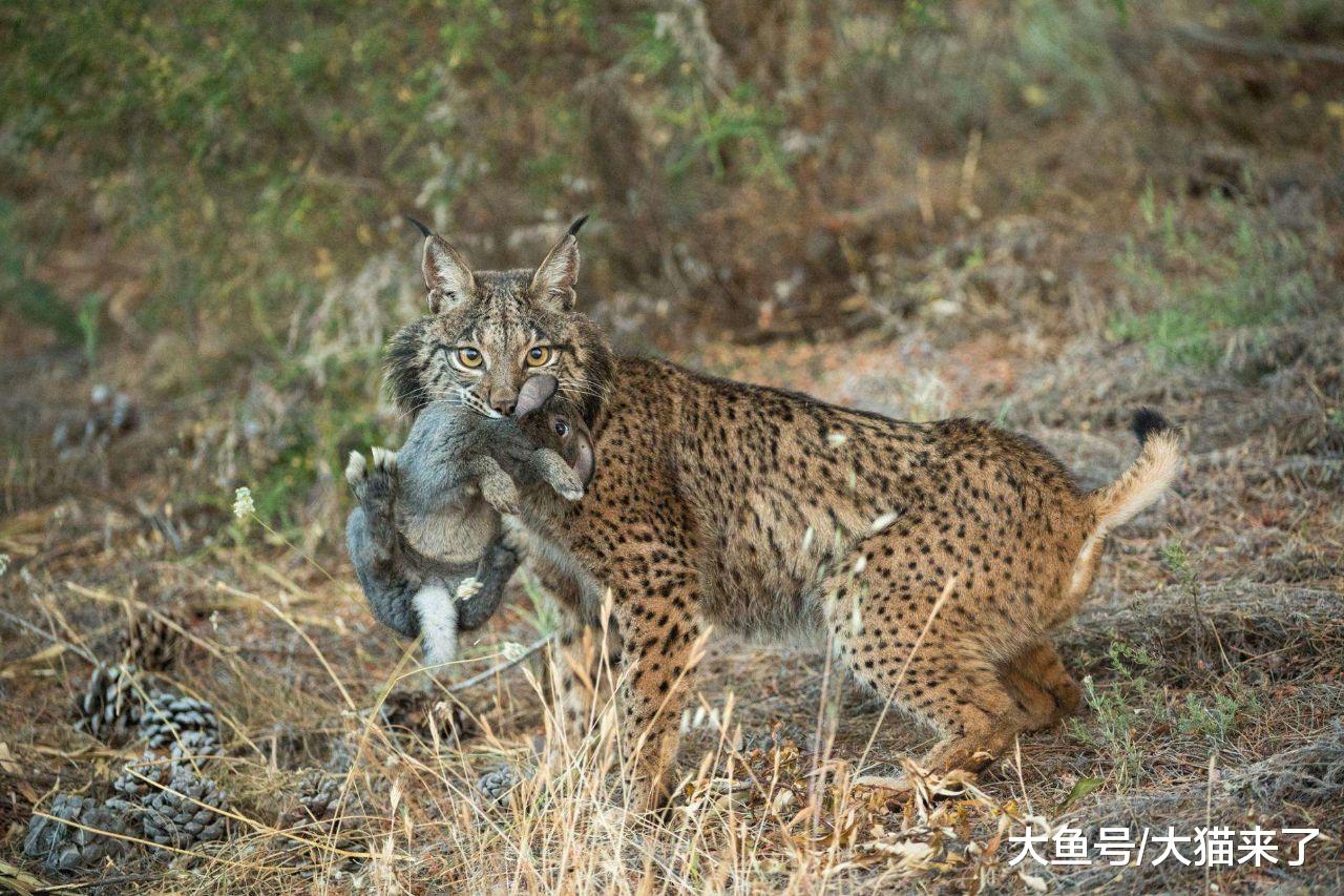 地球史上最大的兔子，肥嘟嘟的不能跳，一只就足够猞猁吃3天