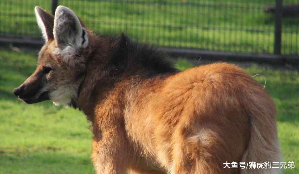 犬科动物里的另类，这种狼酷爱吃素，被吓到时会“炸毛”