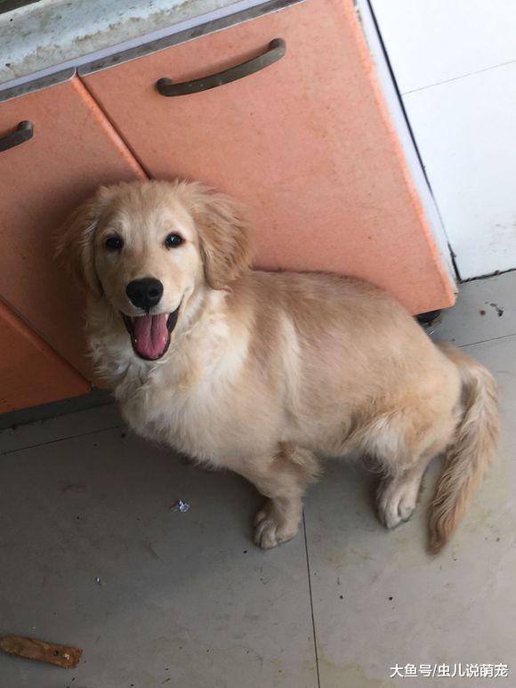 金毛是大暖汪？这只金毛可一点儿都不暖，拆到受不了
