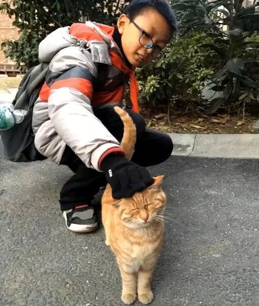 橘猫被弃养后，一直守在楼下，年复一年的等主人回心转意