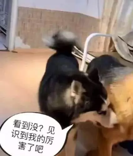 二哈犯傻把德牧吓一跳，二哈：这是无影脚，德牧：这怕不是个傻子
