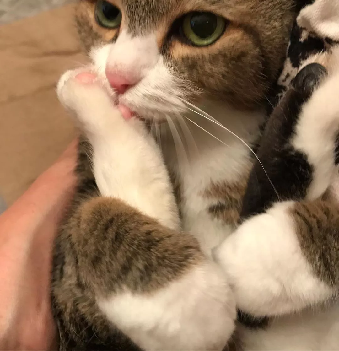 这世界上，还有比猫咪爱嘬脚更让人费解的事情吗？