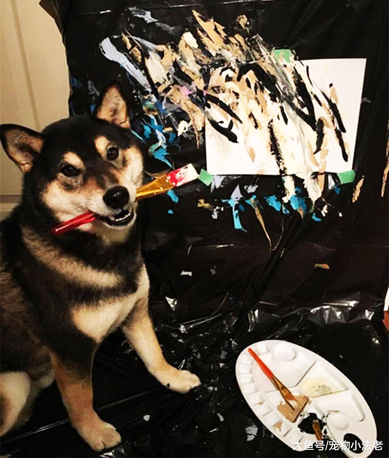 狗界“毕加索”，卖画收入高达30000元，主人：我还不如1只狗！