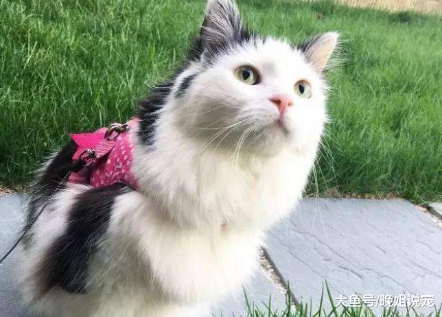 养猫一年后，你都得到了什么？这些经验都是积累的，别说不知道