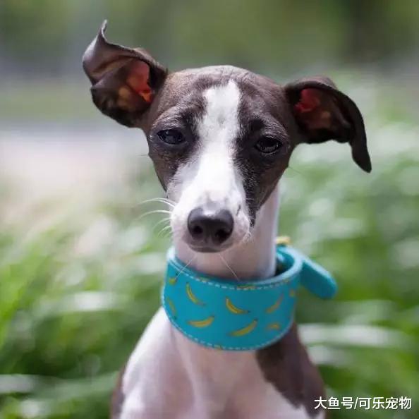 本是餐馆的“肉狗”，却被摄影师及时救下，还进入时尚圈拍了广告