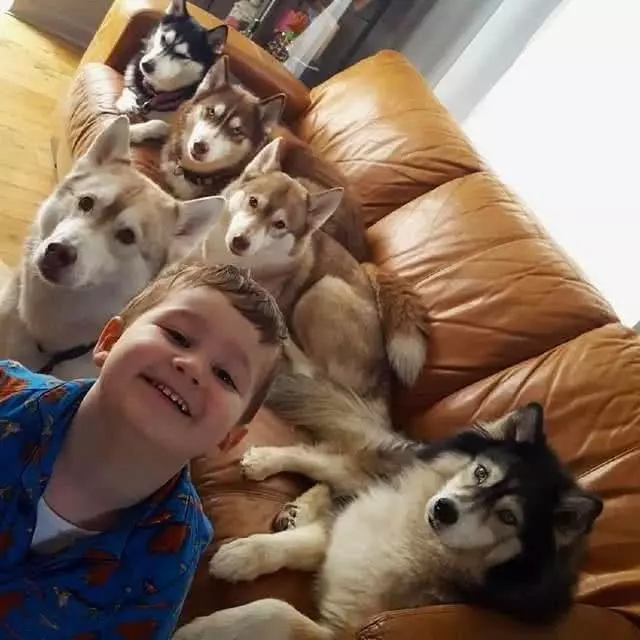 哈士奇“三世同堂”共计20只，主人平时的日常是这样的