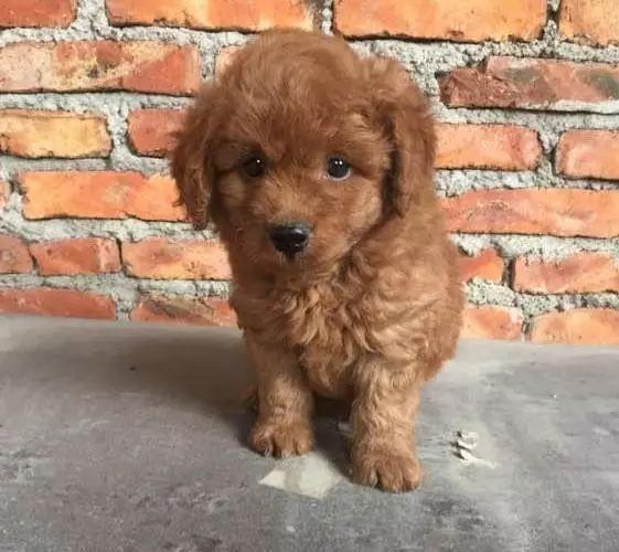 金毛惨遭泰迪的毒手, 生了一窝小宝宝, 给主人带来了不少的烦恼