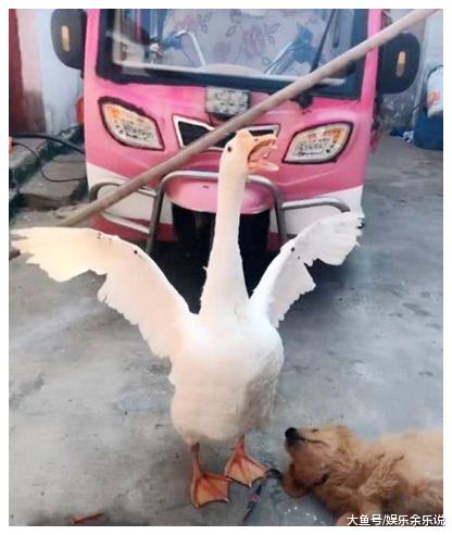 男子将金毛送回老家，第二天老爸发来照片，男子一看顿时笑喷了