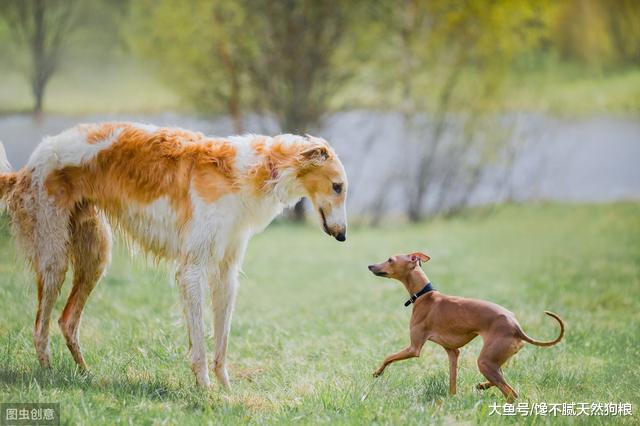 脑袋以下全是腿的5种狗狗，一起来感受一下长腿汪的画风吧