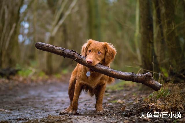 狗狗太活跃，可能是患有多动症，以下犬多动症状你家狗狗有吗