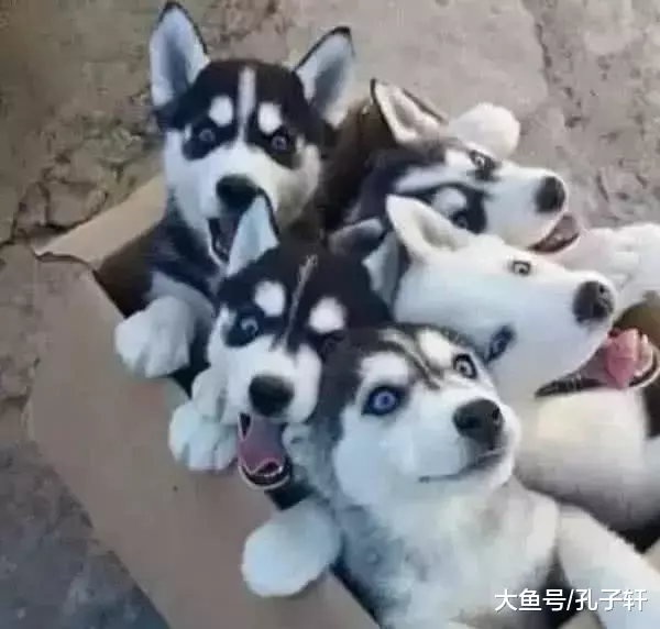 自家二哈生了10只小奶狗，主人一直舍不得卖，结果一年后……