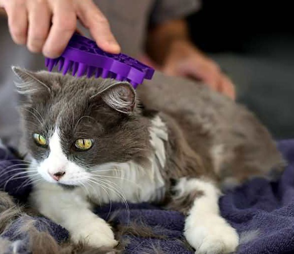 猫：铲屎的，你不能因为我掉毛就剃光光，自卑了自卑了