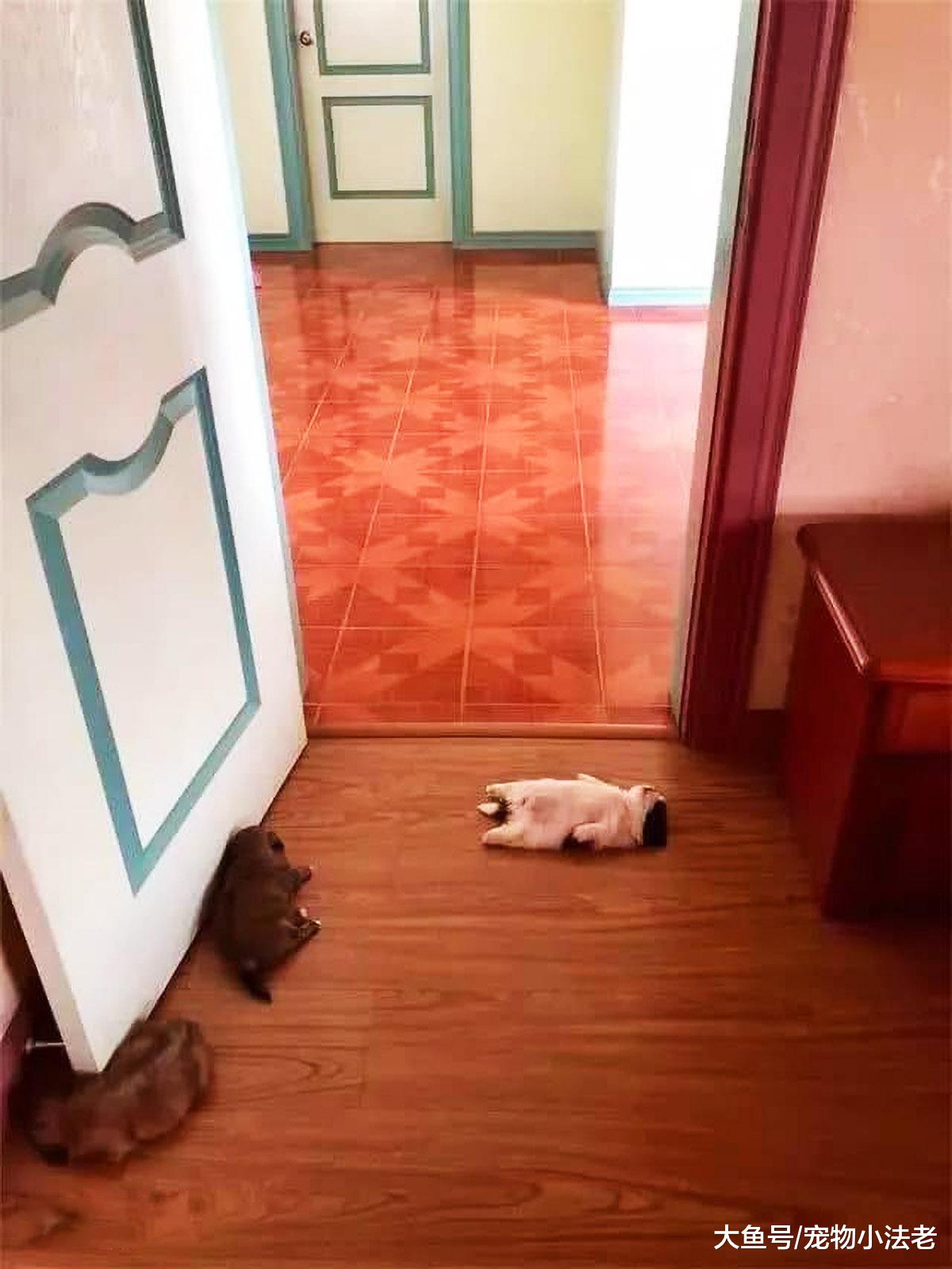 小奶狗仅靠睡觉，竟能一夜爆红，短短几天，吸粉高达数十万！