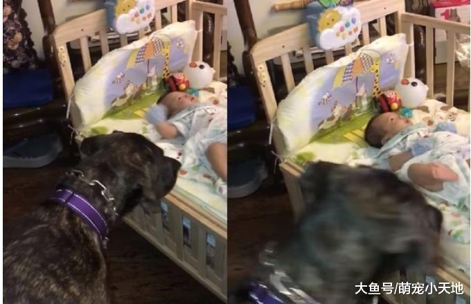 在家超凶的高山犬见婴儿变天使保姆一脸忧心：弟弟哭什么？