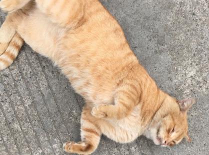 铲屎官带猫咪去做产检, 得知自己怀了, 猫妈的反应亮了