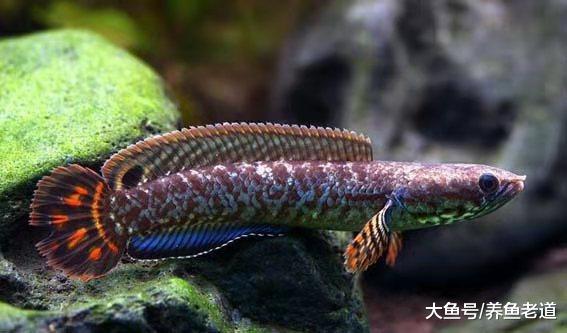 在下列这些小细节上不注意，鱼缸的水质也会浑浊，要及时处理