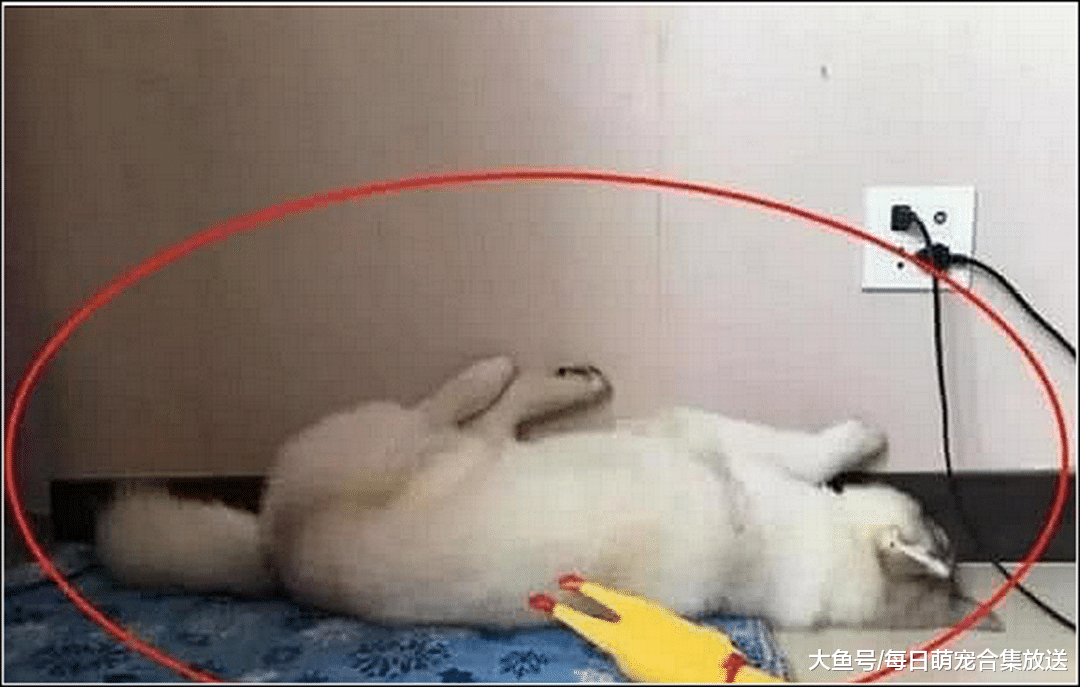 女主把二哈送朋友，它以为是去别人家做客，听到两人对话后崩溃了