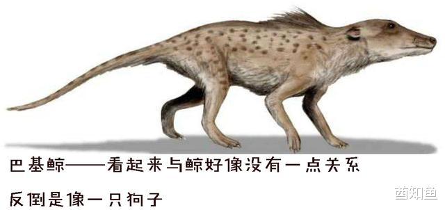 为什么鲸类的鳍骨就好像人手一样,也有五个指头呢?