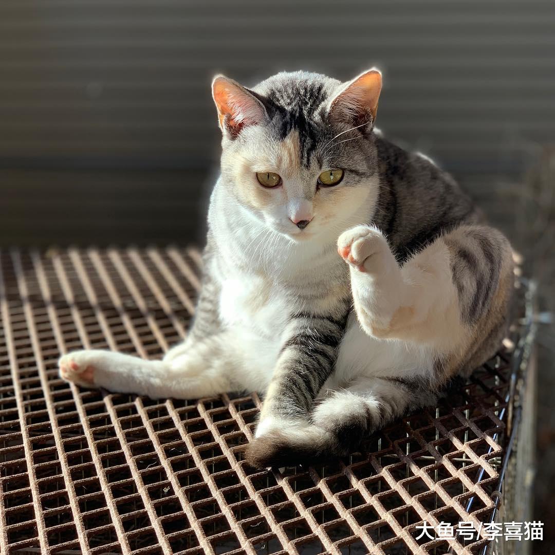 五条关于猫咪的民间谚语和传言，听上去可能有点道理但也别全相信