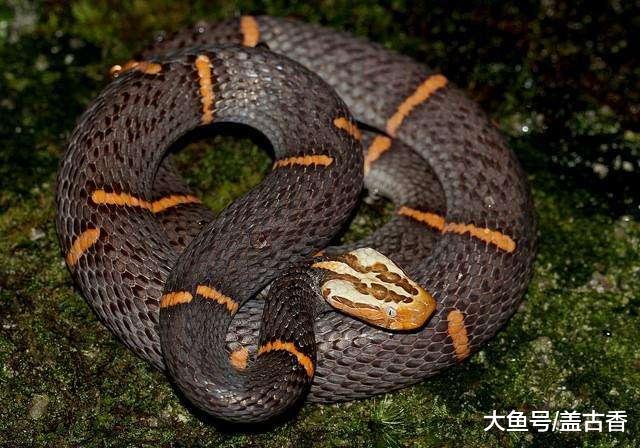 『毒蛇』它是中国第一毒蛇“一碰毙命”,欧美曾多次引进,结果都全军覆没