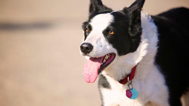 貓咪懶嗎，你是沒見它爬家具的時候