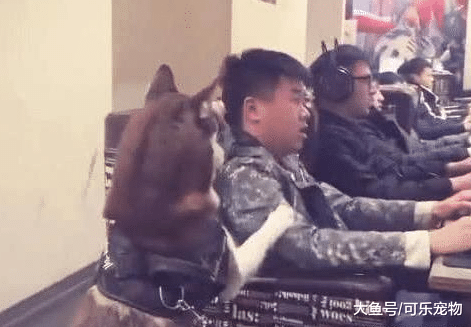 主人带着哈士奇去上网，二哈很无聊去惹主人，主人：别闹，打团呢