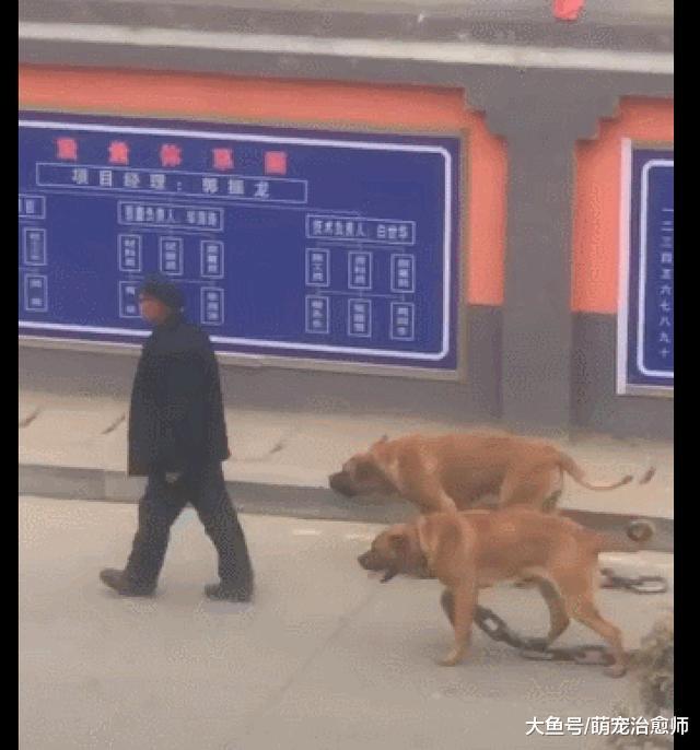 大爷头也不回的往前走，两只狗脖子上拴着铁链，还寸步不离跟着！