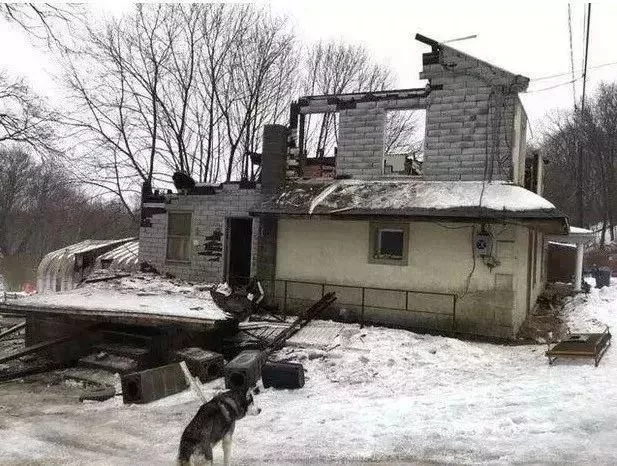 被主人栓在门外15年，当这只老哈士奇第一次进屋时……