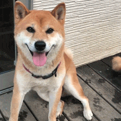 3只柴犬撑起的网红景点, 我能玩一辈子