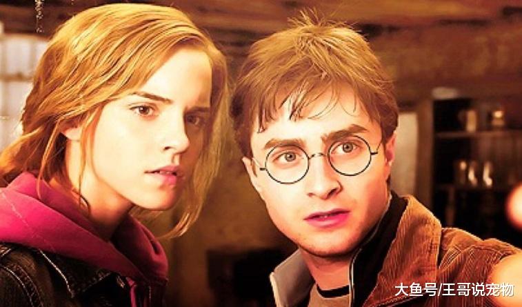 JK罗琳坦诚遗憾：没让哈利波特和赫敏在一起，他们才应该是一对
