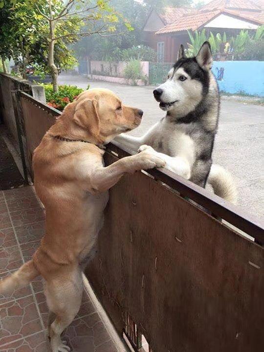 哈士奇与拉布拉多相恋，栅栏密会十指紧扣，场面感人