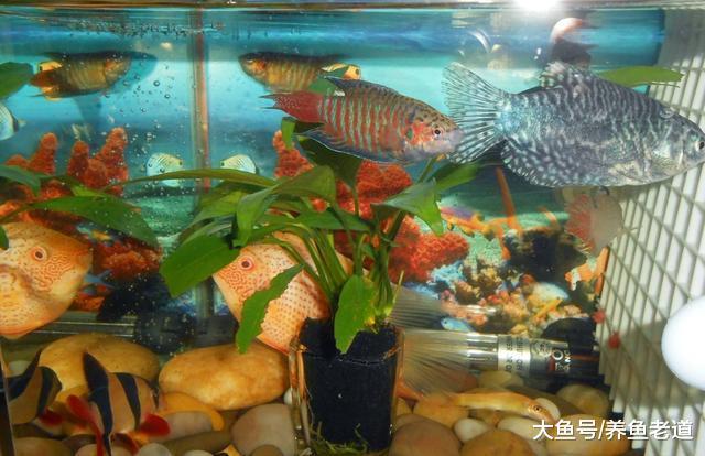 在觀賞魚的飼養過程中，遇到以下意外情況我們要去適當換水！