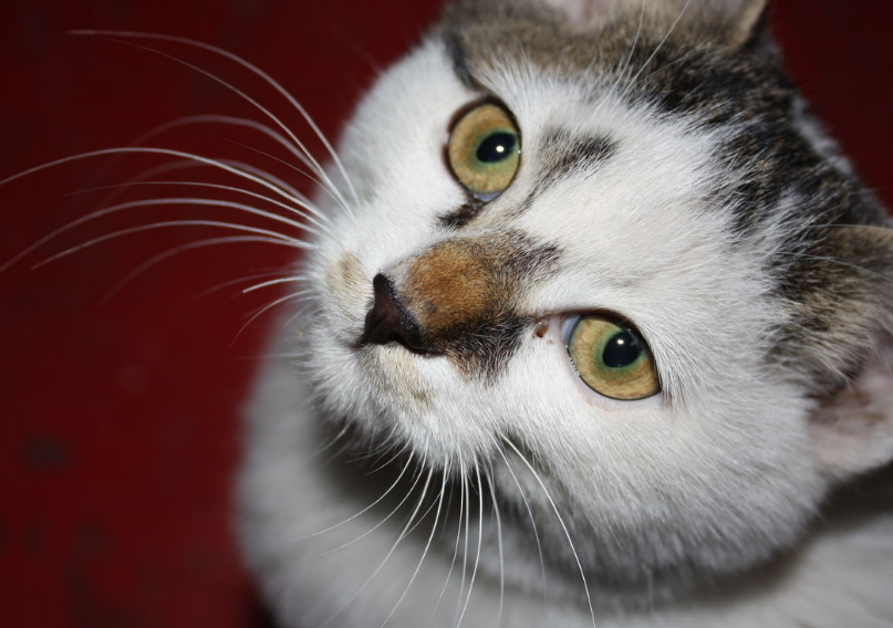 主人对猫咪做了这几件事，他们会变得乖巧！