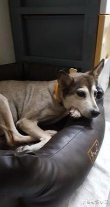 小铲屎官一脚踩空，17岁老狗替身而出，用头当小主人的踏板