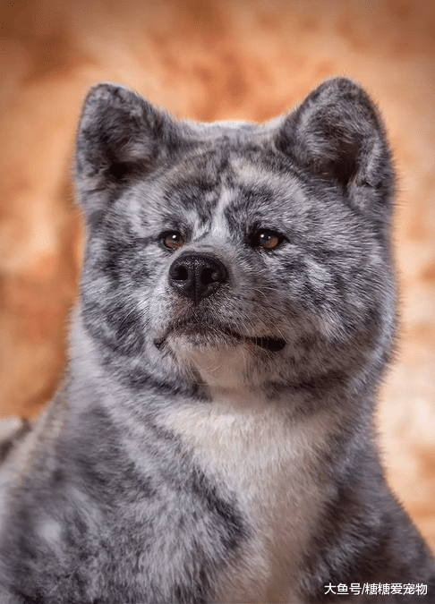 一只“蓝陨石色”柴犬，高颜值帅翻了，网友：跪求同款狗狗