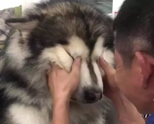 一百多斤大狗被吉娃娃吼，哭的像小孩，主人哄到一半忍不住笑出声