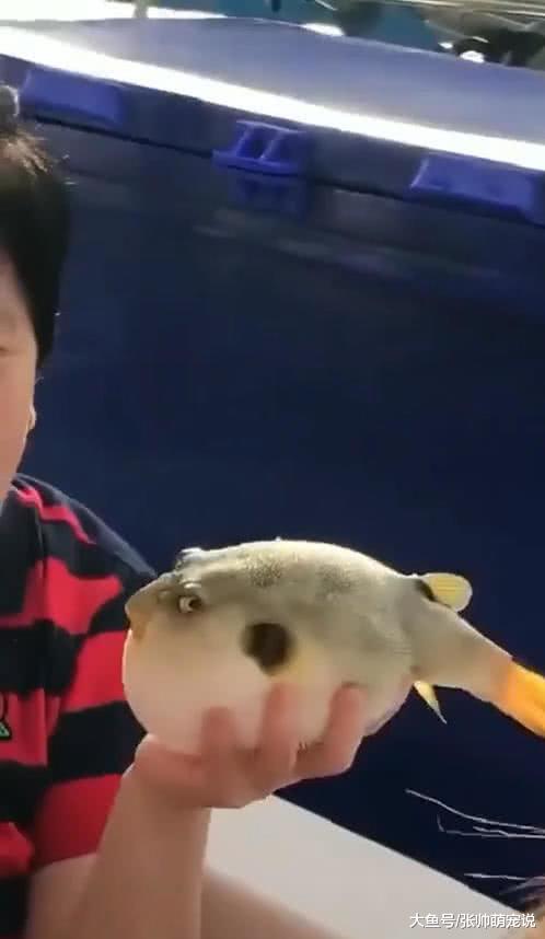 游客抱着河豚合影，本以为是简单的合照，放大一看后吓坏了！