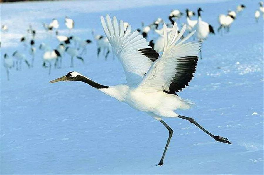 猜猜这些艺术装置，它们的灵感原型来源哪里？