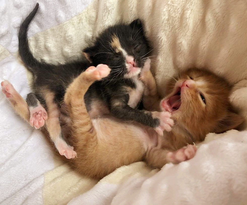 在外流浪时，它俩相依为命，直到遇到新主人，它们有了避风港