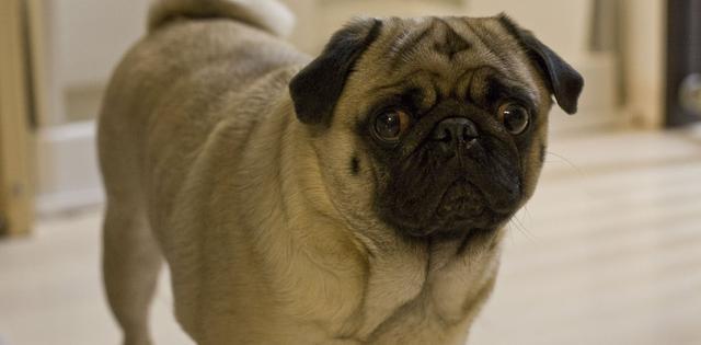 狗狗有泪痕，还怎么做这条gai最靓的仔？5招帮狗狗去除难看的泪痕