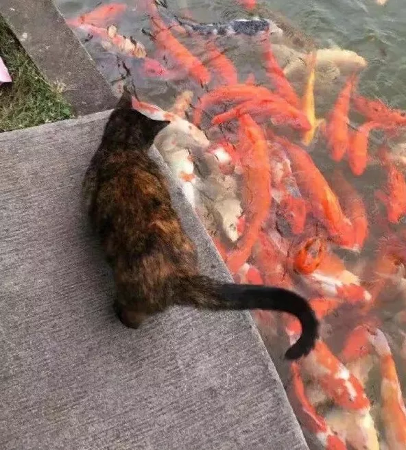我要被虐哭了！池塘养的鱼快被猫偷完了