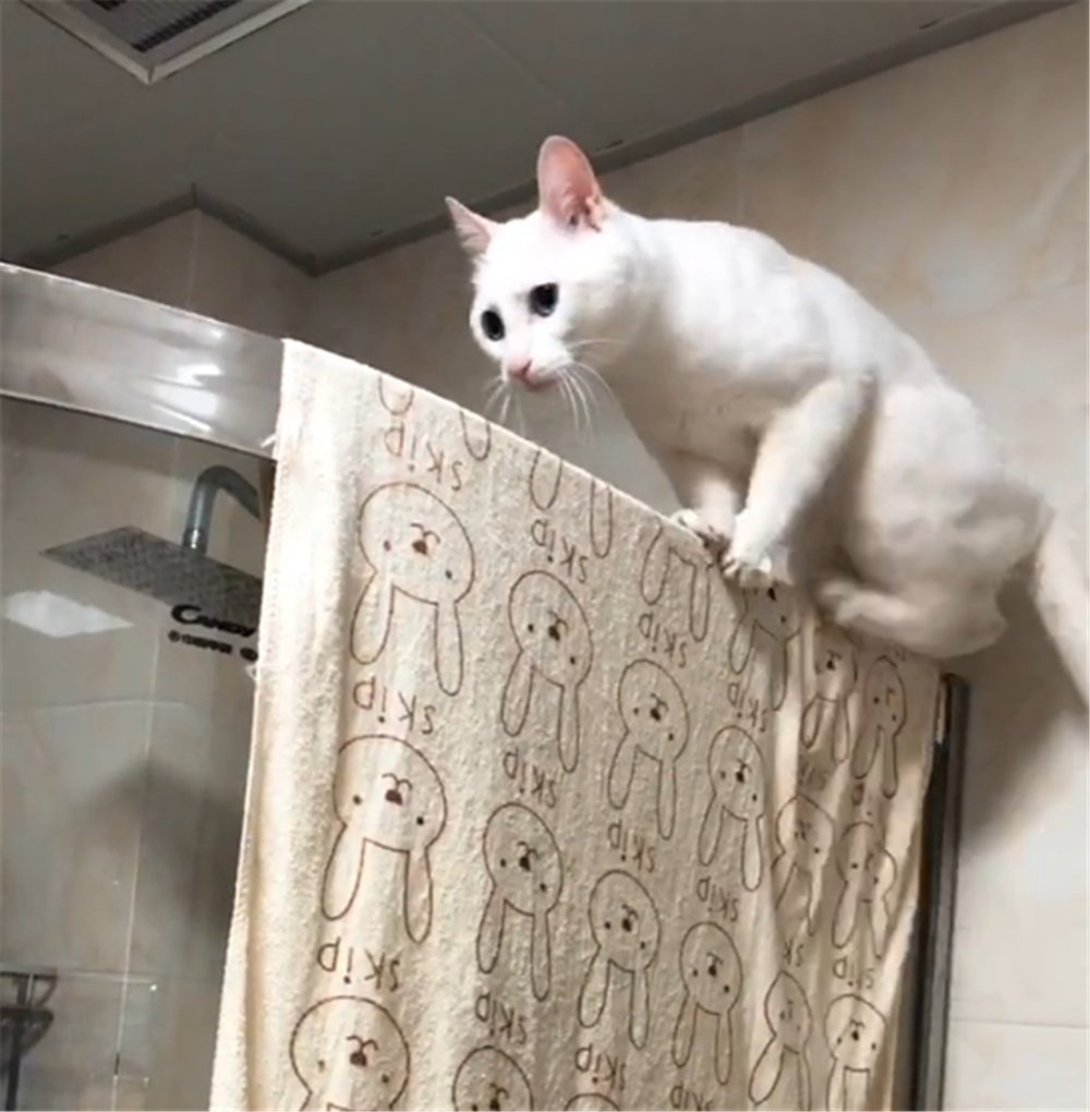 主人給貓咪洗毛毯，搭在浴室玻璃上晾曬，貓：這床放的有點高……