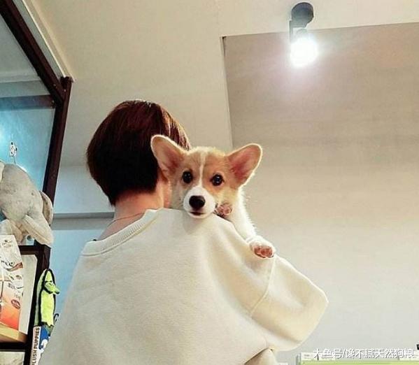 柯基犬身上，最吸引人的5個地方，哪一個你經不住“誘惑”？
