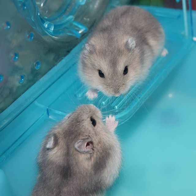 仓鼠并非完全呆萌可爱，在领地与异性面前，鼠鼠也有自私的一面