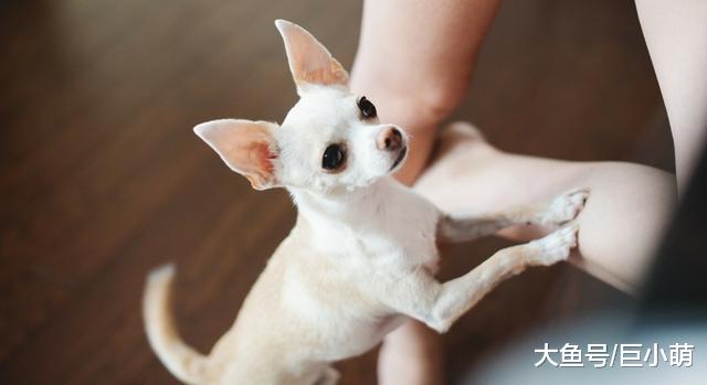 我的狗狗像个跟屁虫，走哪跟到哪，这到底是因为什么