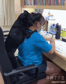 500多块的铁门，就这样被狗子们拆了？