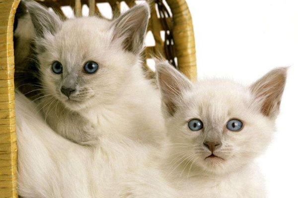 你家的猫咪受过伤么，你知道猫咪受伤的时候怎么接近它们呢，进来看看把