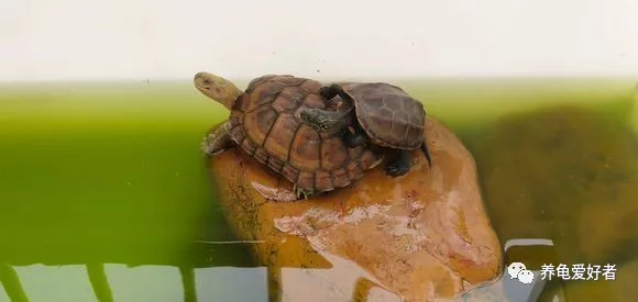 乌龟突然的暴毙，都是有原因导致的！